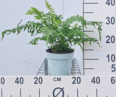 Pot 2 liter