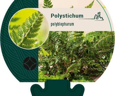Pot 9 cm