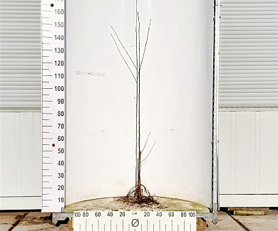 100-120, W, 1+1 (PER 25, PRIJS/STUK)