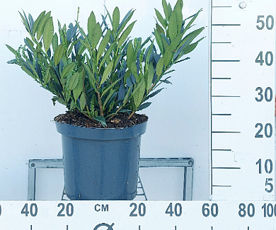  50- 60, C10        