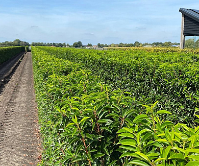 Quick Hedge Haagelement 100cm lang x 150cm hoog