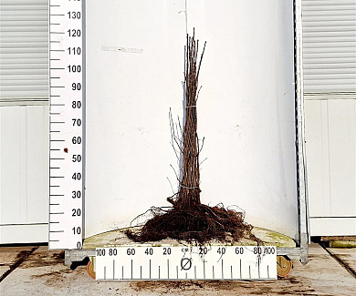  60- 100, W, 1+1 (PER 25, PRIJS/STUK)