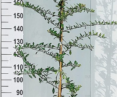 150-175, C7.5       