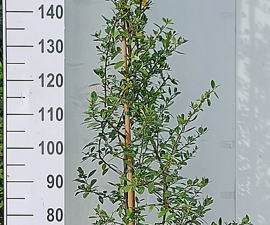 150-175, C7.5       