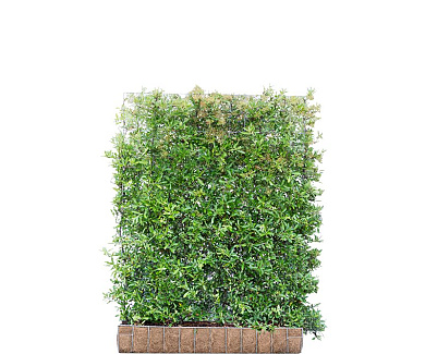 Mobilane kant en klaar haag, LxH 120x155cm, cocopeat 'pot'