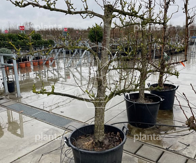 laagstam leiboom, stamomtrek 30-40 cm, 4 etages, in pot