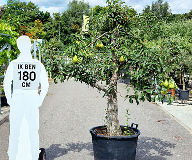 oude knotvorm, stamomtrek 30-40 cm, in pot