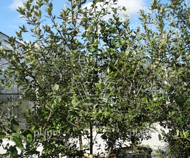 200 tot 250 cm hoog, meerstammig, in pot