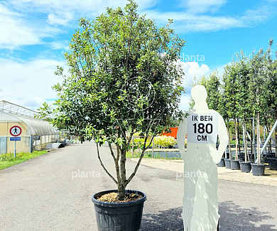 200 tot 250 cm hoog, meerstammig, in pot