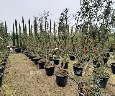 175 tot 200 cm hoog, meerstammig, in pot
