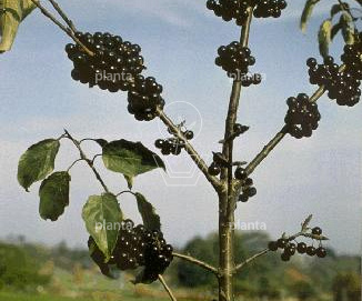  60- 90, W, 1+1 (PER 25, PRIJS/STUK)