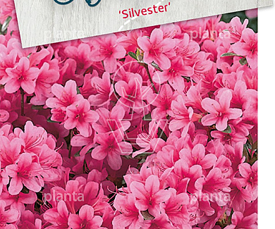  50- 60, C20        
