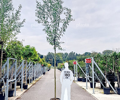 hoogstamboom geknot, stamomtrek 12-14 cm, in pot