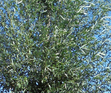 hoogstamboom geknot, stamomtrek 16-18 cm, draadkluit