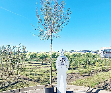 hoogstamboom geknot, stamomtrek 12-14 cm, in pot