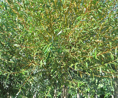 hoogstamboom geknot, stamomtrek 16-18 cm, draadkluit