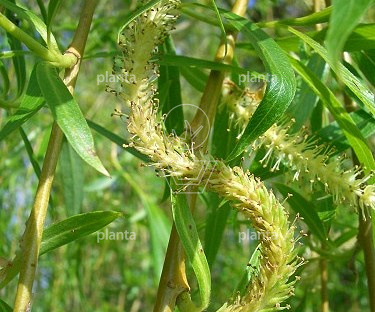 hoogstamboom, stamomtrek 18-20 cm, draadkluit