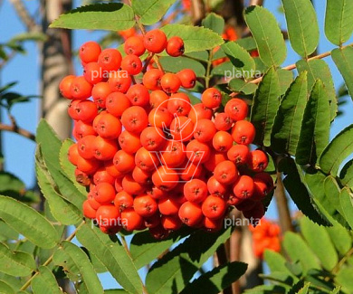  60- 100, W, 1+1 (PER 25, PRIJS/STUK)