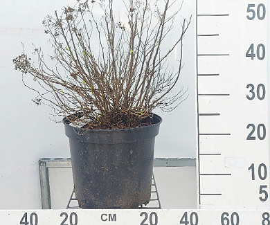 C10, LEV 