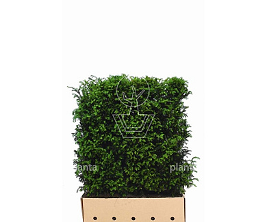 Quick Hedge Haagelement 100cm lang x 120cm hoog