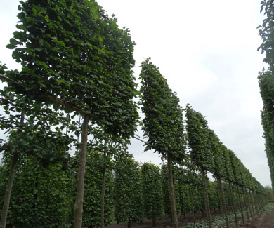 Leiboom, stamomtr 20-25cm, draadkluit, mjr rek160cm, stamh. 210cm