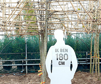 hoogstam leiboom, stamomtrek 12-14cm, rek 180x120cm, wortelgoed