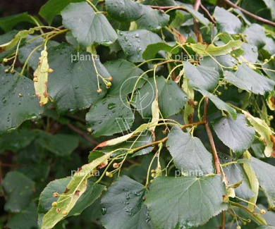 hoogstam leiboom, stamomtrek 12-14cm, rek 180x120cm, draadkluit