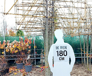 hoogstam leiboom, stamomtrek 16-18 cm, rek 180x120cm, wortelgoed