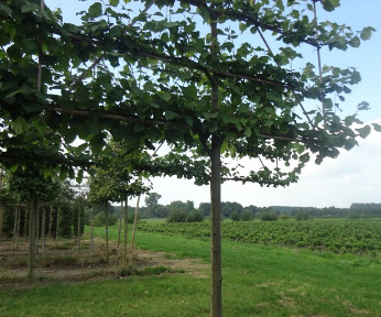 Lei, stamomtr 18-20cm, drkluit, mjr rek220x130cm,4etage,stam210cm