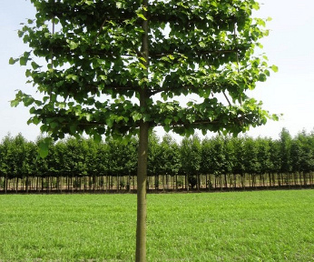 Lei, stamomtr 25-30cm, drkluit, mjr rek220x200cm,6etage,stam225cm