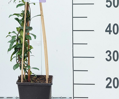 50 tot 60 cm hoog, pot 2 liter