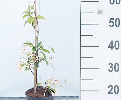 80 tot 100 cm hoog, pot 2 liter