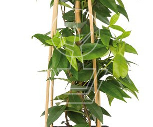 50 tot 60 cm hoog, pot 2 liter