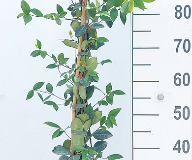 80 tot 100 cm hoog, gestokt, pot 2 liter