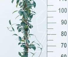 150 tot 175 cm hoog, gestokt, pot 2 liter