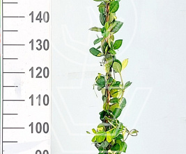 200 tot 250 cm hoog, pot 10 liter