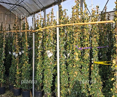 200 tot 250 cm hoog, pot 10 liter