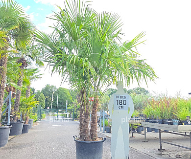 200 tot 250 cm hoog, meerstammig, in pot