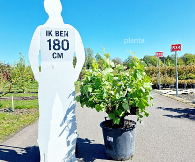 oude stam, pot 35 liter