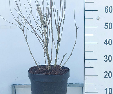 C10, LEV 