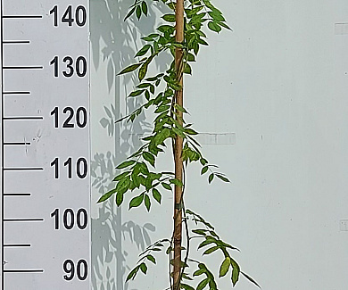 175 tot 200 cm hoog, gestokt, pot 5 liter