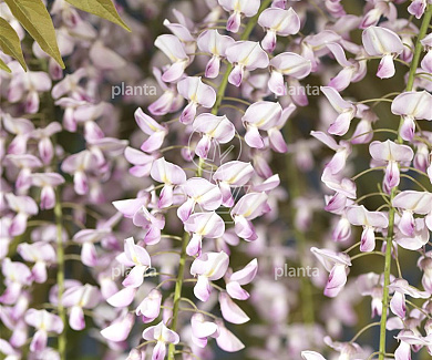 175 tot 200 cm hoog, gestokt, pot 3 liter