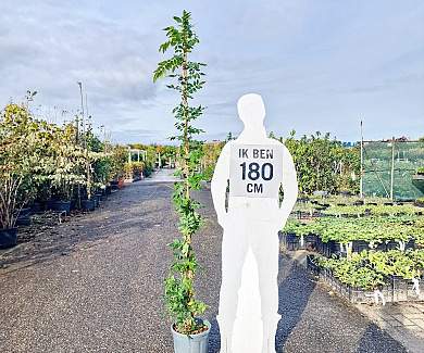 200 tot 250 cm hoog, pot 10 liter