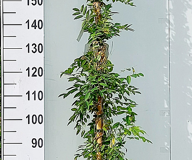 200 tot 250 cm hoog, pot 12 liter