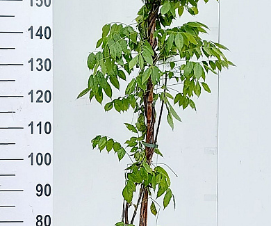 175 tot 200 cm hoog, pot 7.5 liter