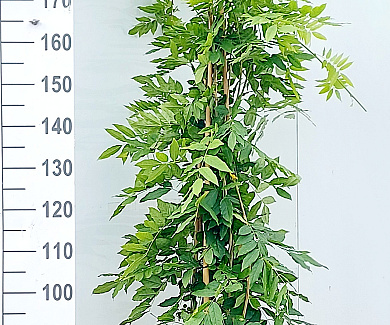 175 tot 200 cm hoog, pot 12 liter