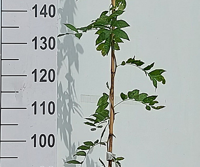 175 tot 200 cm hoog, pot 7.5 liter