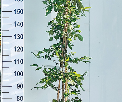 175 tot 200 cm hoog, pot 12 liter