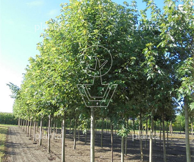 Acer saccharinum 'Pyramidale'