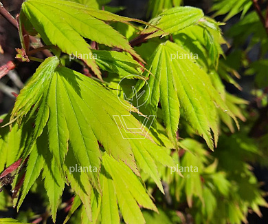 Acer shirasawanum 'Jordan'
